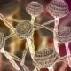 Mycotoxine du cannabis