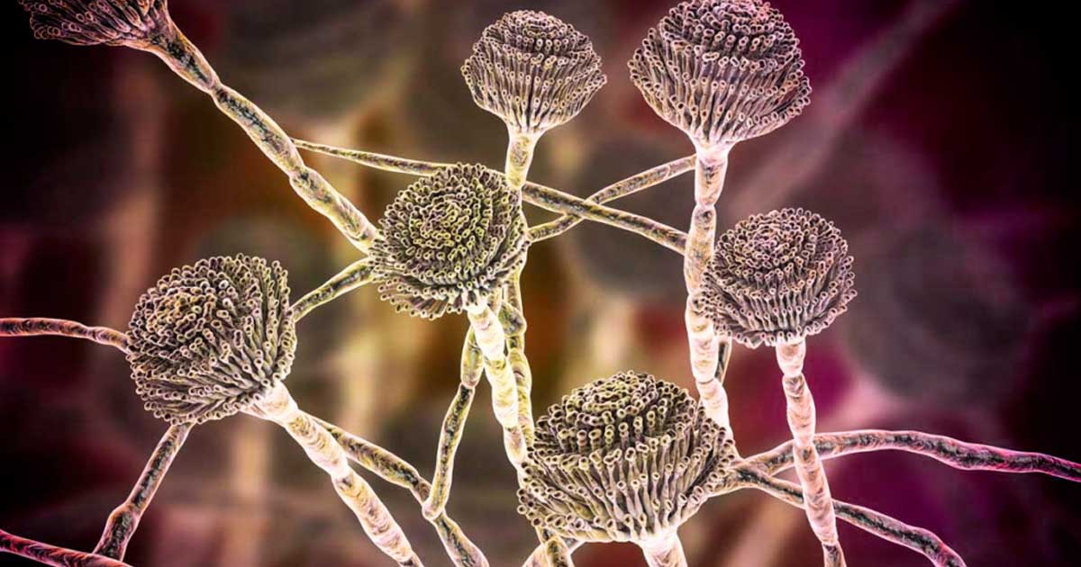 Mycotoxine du cannabis