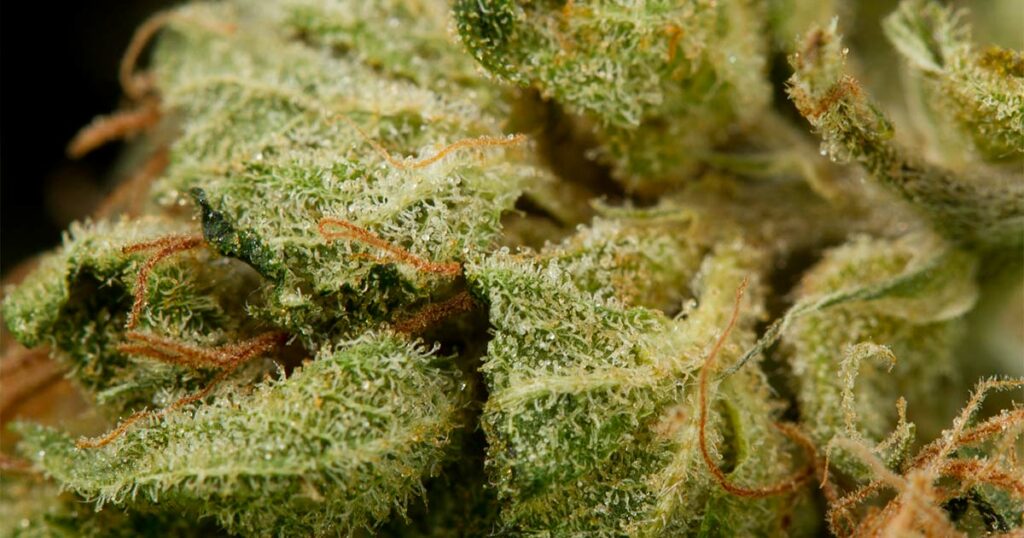 Fleur d'Amnesia cannabis sativa - Original Amnesia
