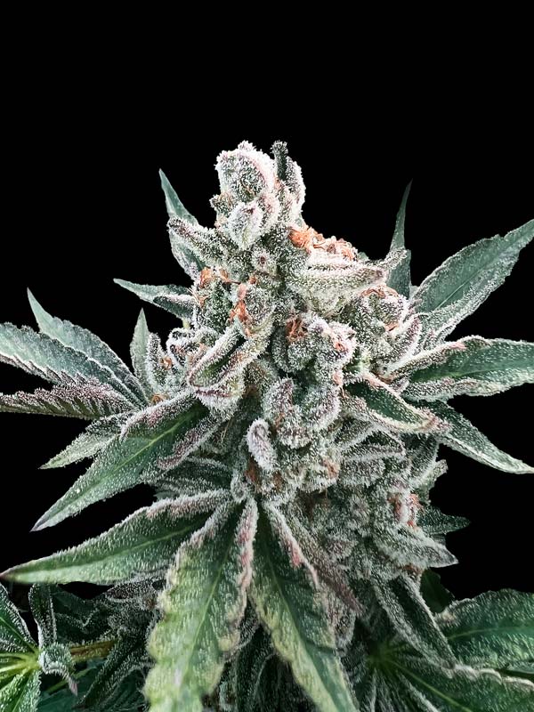 Polar Gelato Autofloraison