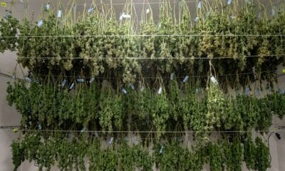 Cannabis Harvest