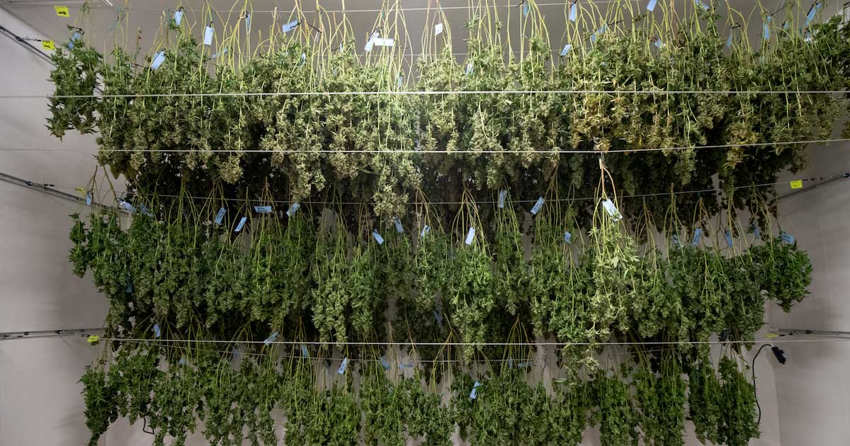 Récolte du cannabis