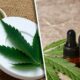 Cannabis topicals