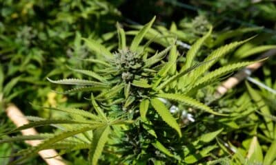Weed