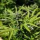 Weed