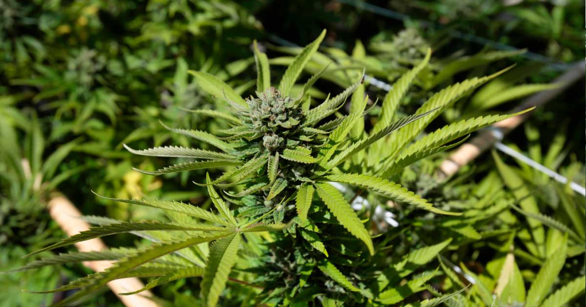 Weed