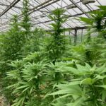 Les plantes d'Agrican