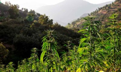 Culture de cannabis au Maroc