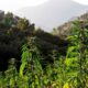 Culture de cannabis au Maroc