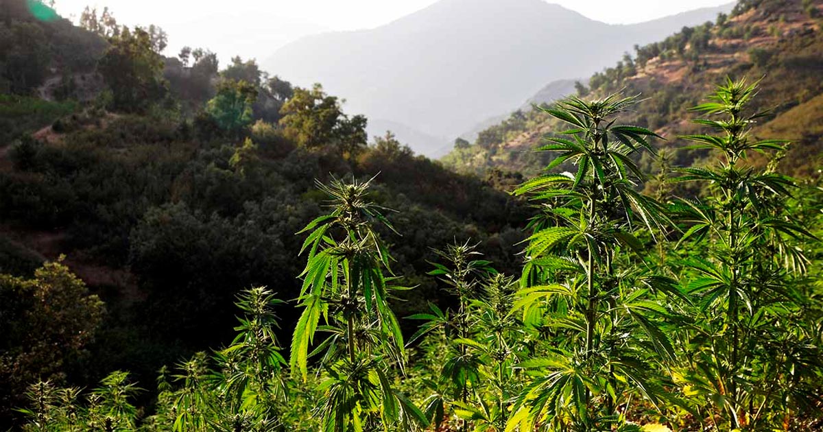 Culture de cannabis au Maroc