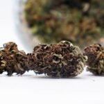 Gelato d'Agrican