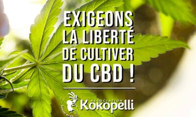 Kokopelli et culture du CBD