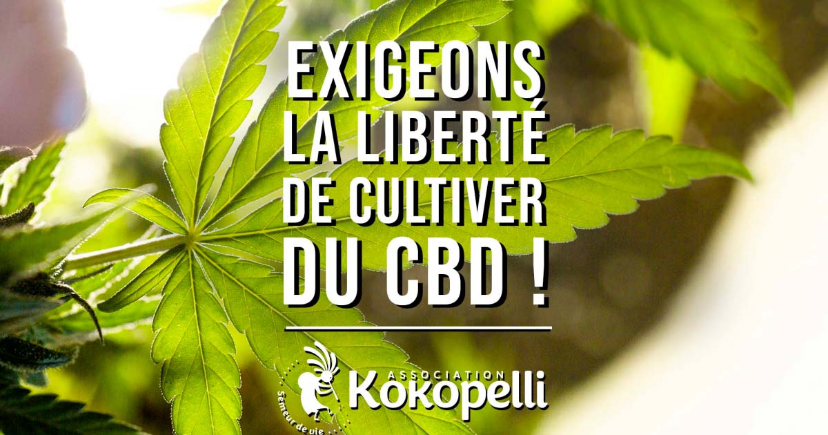 Kokopelli et culture du CBD