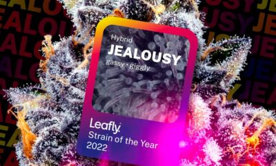 Meilleures variétés de cannabis 2022 selon Leafly