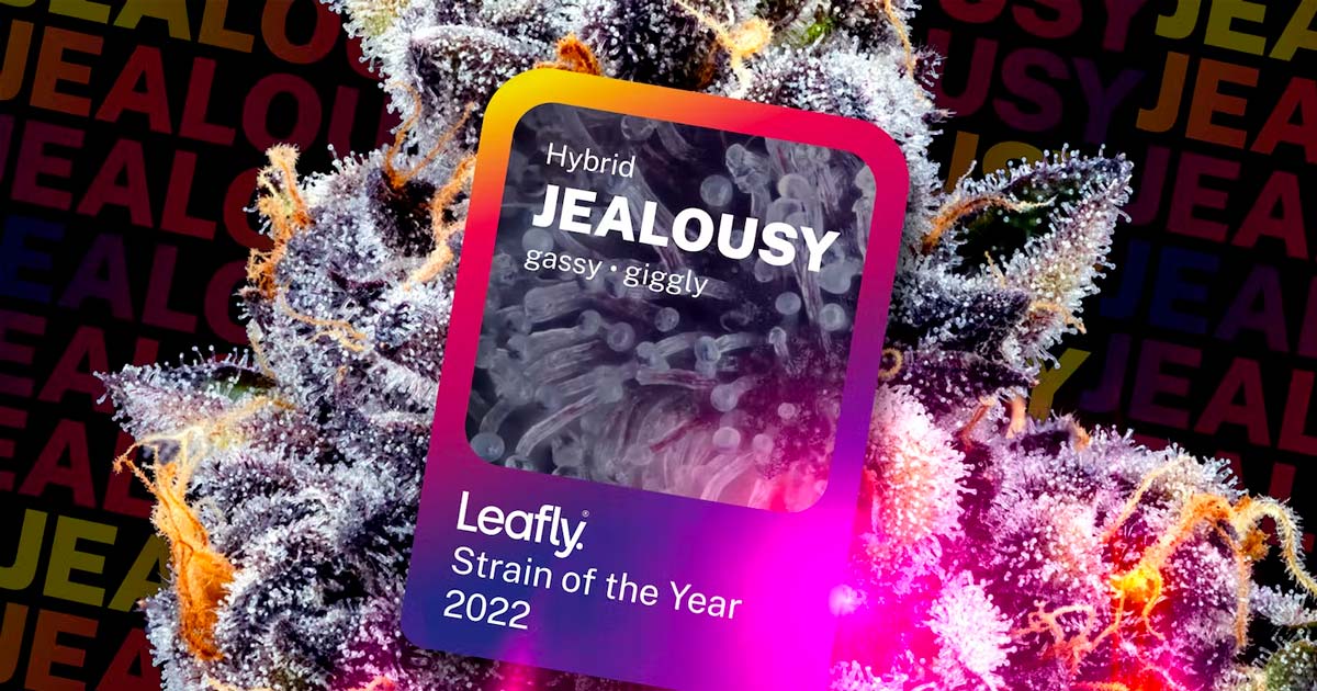 Meilleures variétés de cannabis 2022 selon Leafly