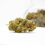 Orange Bud d'Agrican