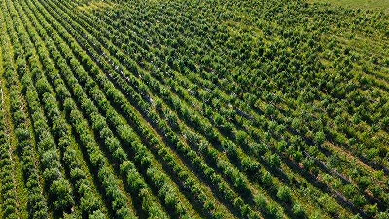 L'alignement de plantes de chanvre