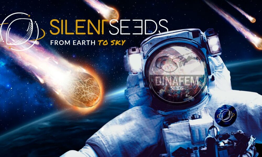 Silent Seeds et Dinafem