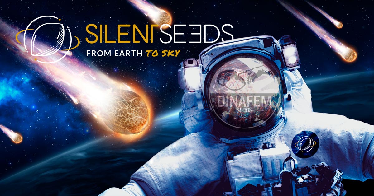Silent Seeds et Dinafem