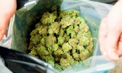 Commission suisse en faveur d'une légalisation du cannabis