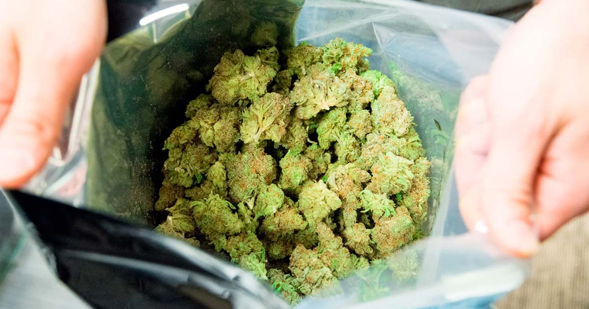 Commission suisse en faveur d'une légalisation du cannabis