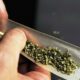 Tendances de la consommation de cannabis en France