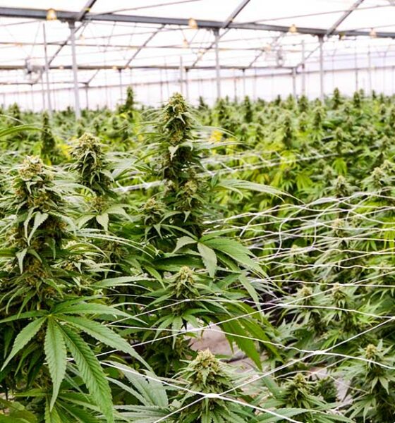 Industrie du cannabis en Argentine