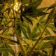 Le CESE préconise de légaliser le cannabis