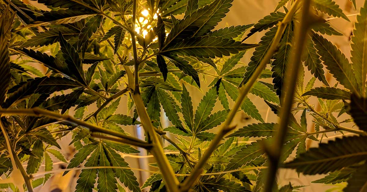 Le CESE préconise de légaliser le cannabis