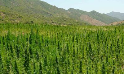 Licences de cannabis au Maroc