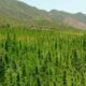 Licences de cannabis au Maroc