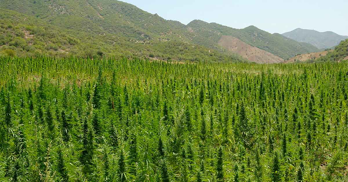 Licences de cannabis au Maroc