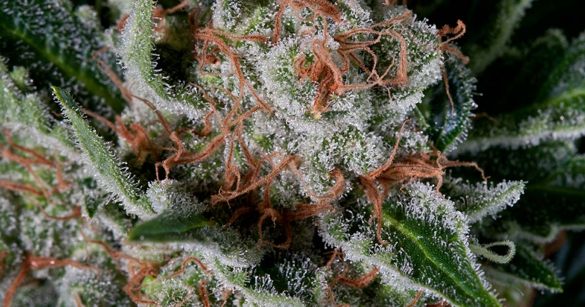 Trichomes de la Moby Dick