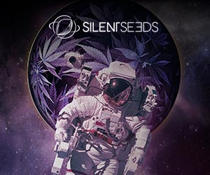 Born Silent Seeds