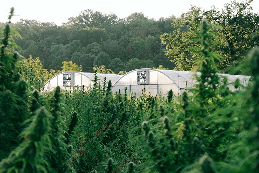 Plantas de Cannabis de Rue de la Boulette