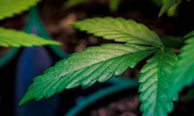 Légalisation du cannabis et psychoses