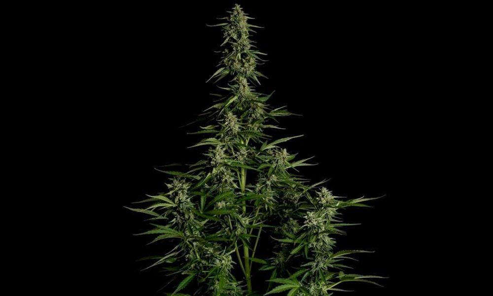 La Medusa F1 de RQS