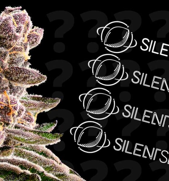 Concours Silent Seeds