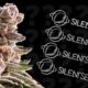 Concours Silent Seeds