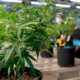 Choix de pot de cannabis