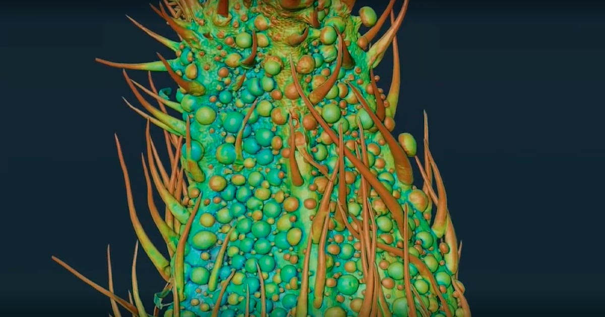 Trichomes de la plante de cannabis