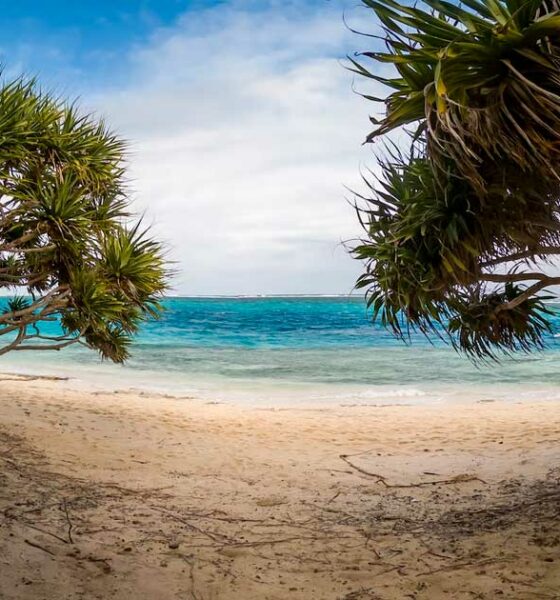 Export de cannabis médical au Vanuatu