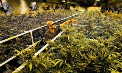 Washington et le commerce de cannabis inter-etats