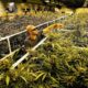 Washington et le commerce de cannabis inter-etats