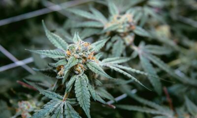 Légalisation du cannabis au Delaware