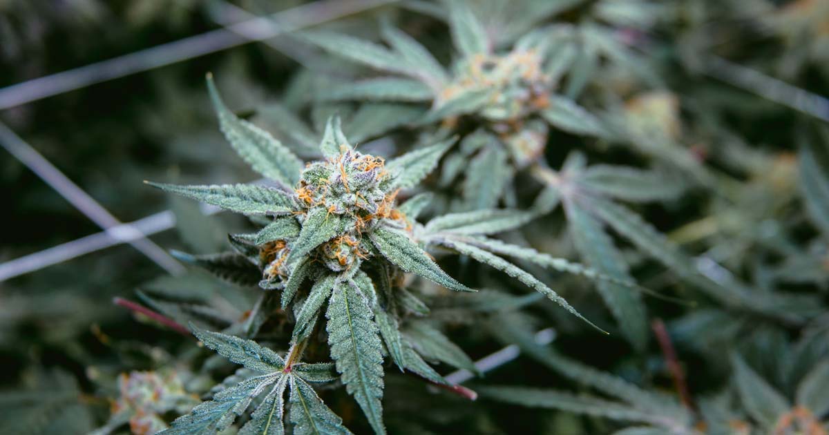 Légalisation du cannabis au Delaware