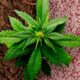 Engrais pour cannabis