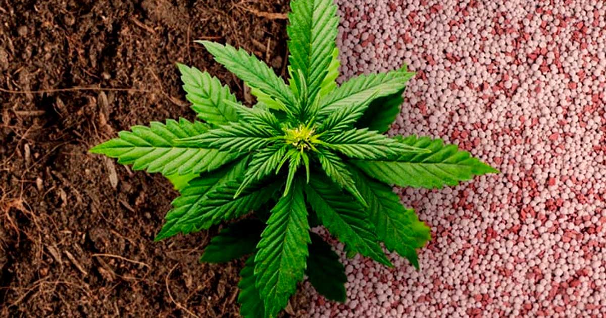 Cannabis : tout savoir sur la plante, ses usages, ses effets sur le  corps... - Newsweed