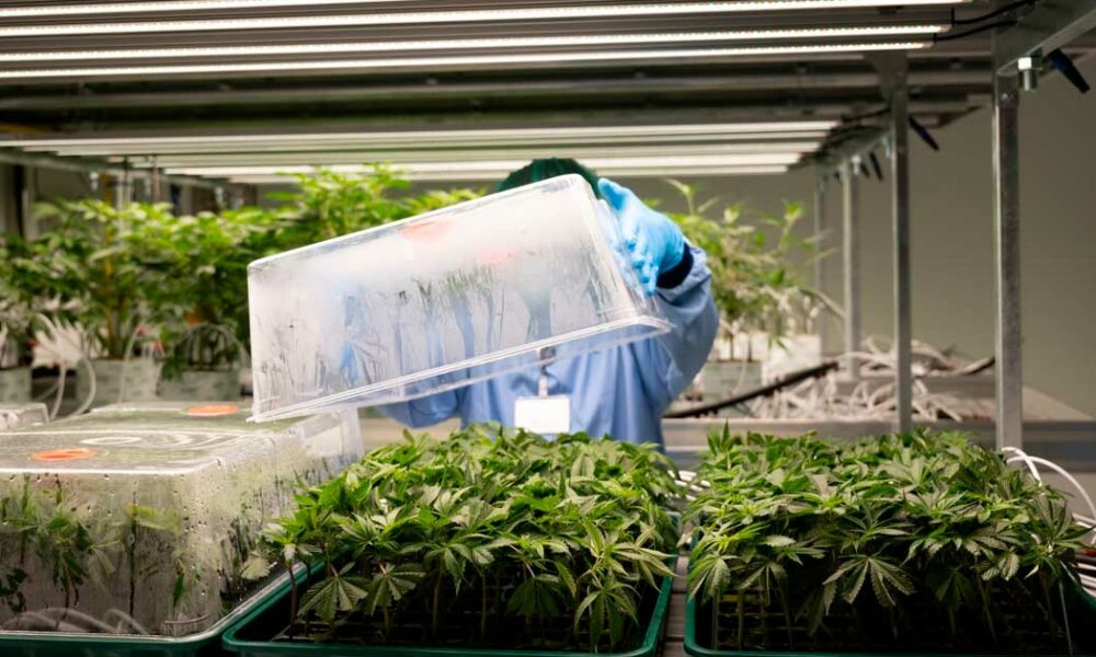 L'Allemagne dévoile son plan revu et corrigé de légalisation du