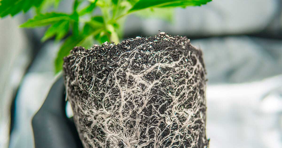 Des racines de cannabis en bonne santé